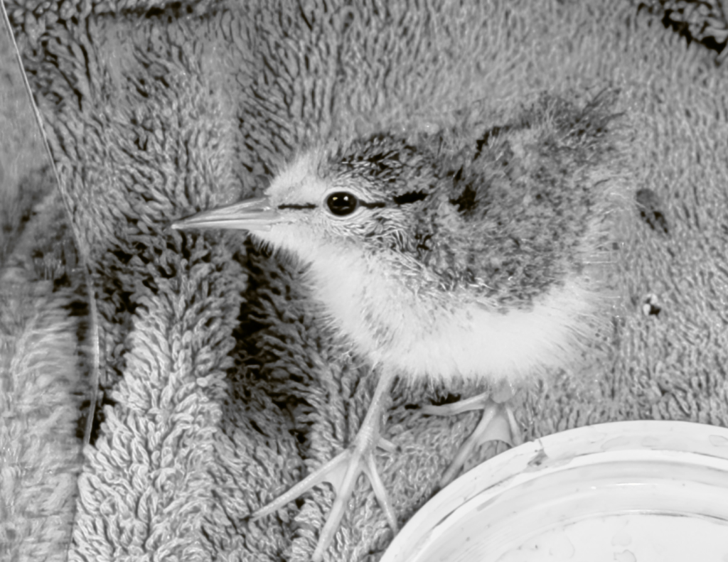 sandpiper